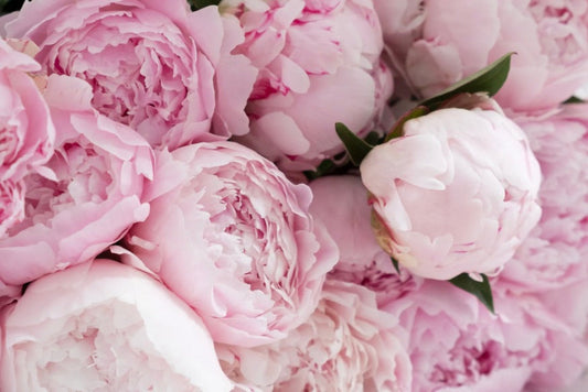Peony Tallow Body Butter