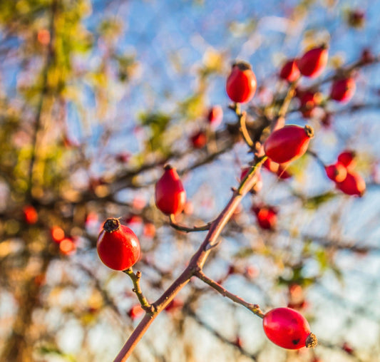 Rosehip Hydrating Tallow Cream