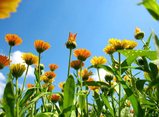 Calendula Tallow Healing Cream