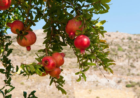 Pomegranate Tallow Cream